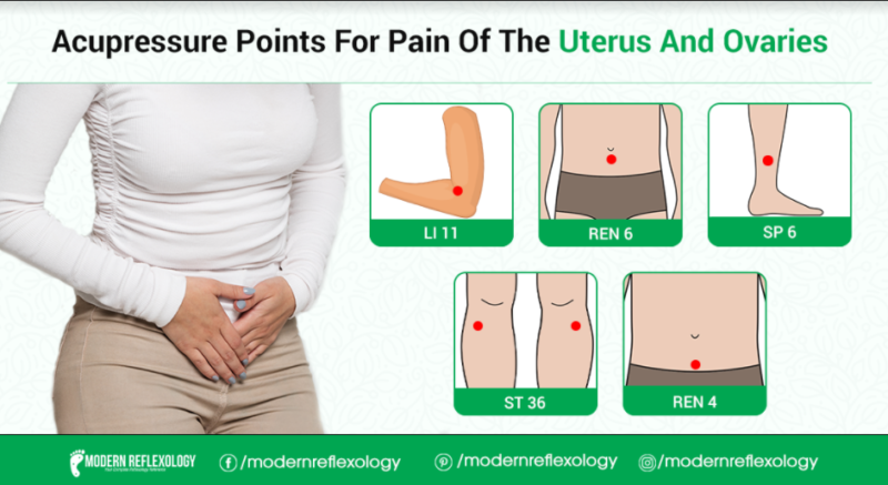 ovaries and uterus